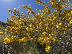 Fremontodendron californicum