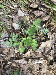 Geum laciniatum