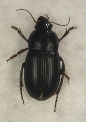 Harpalus serripes