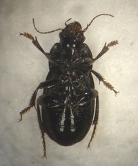 Harpalus serripes