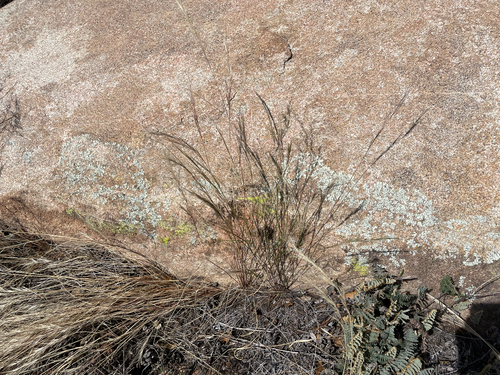 Aristida adscensionis observed 2026-10-07