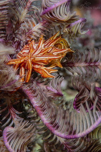 Tiaramedon spinosum observed 2026-10-10