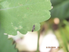 Sphegina
