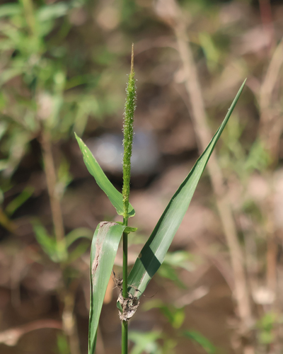 Hymenachne amplexicaulis observed 2026-10-10