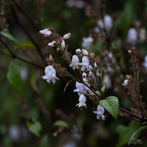 Strobilanthes viscosa