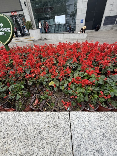 Salvia splendens observed 2026-10-11