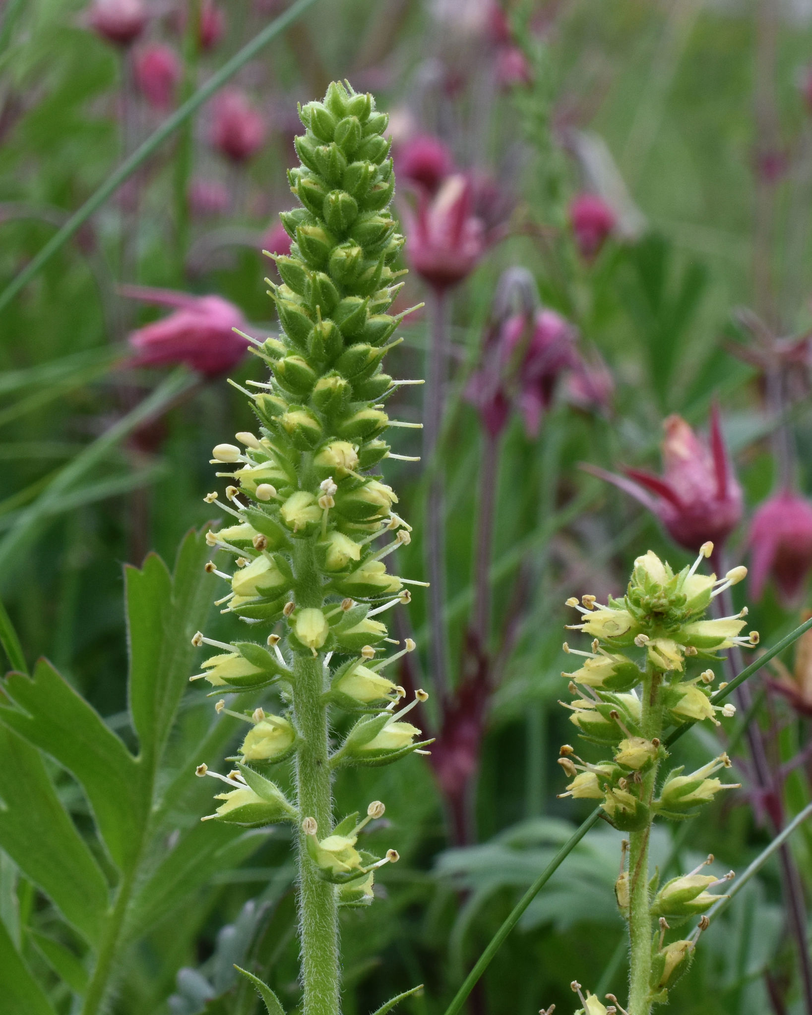 Synthyris bullii