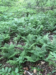 Athyrium filix-femina angustum