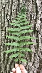 Athyrium filix-femina angustum