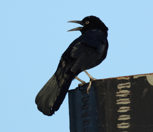 Boat-tailed Grackle