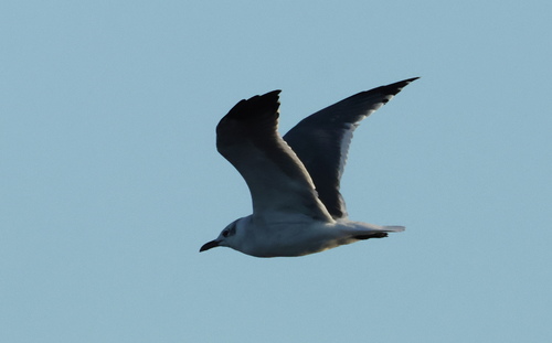 Laughing Gull