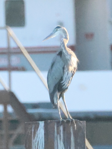 Great Blue Heron