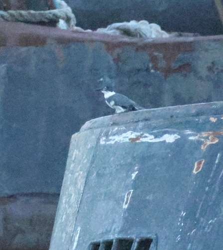 Belted Kingfisher