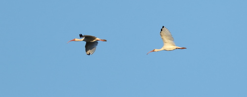 White Ibis