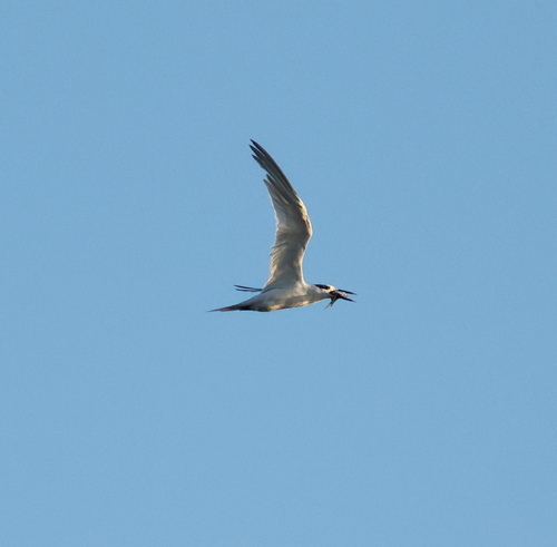 Sandwich Tern