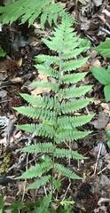 Athyrium filix-femina angustum