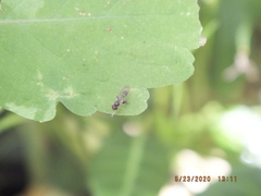 Sphegina