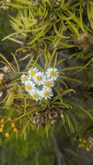 Darwiniothamnus tenuifolius