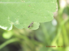 Sphegina