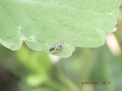 Sphegina