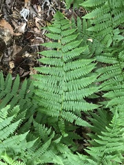 Athyrium filix-femina angustum