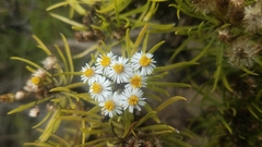 Darwiniothamnus tenuifolius