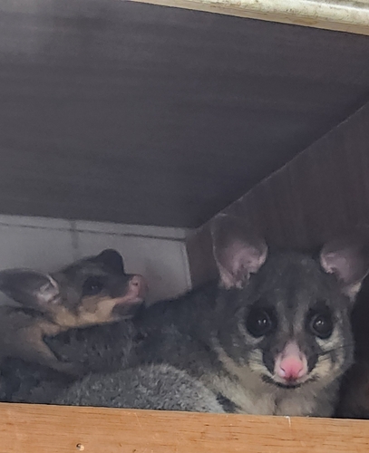 Common Brushtail Possum