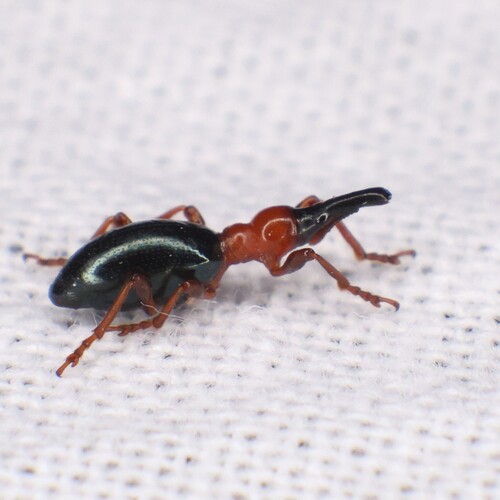 Cylas formicarius, 2026-10-11