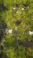 Darwiniothamnus tenuifolius