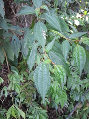 Blastus cochinchinensis observed 2026-10-13