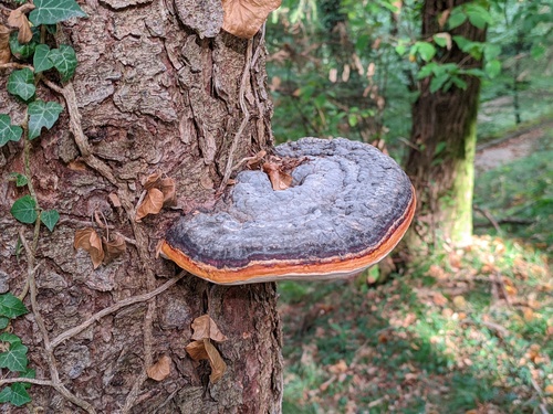 Red-banded Polypore