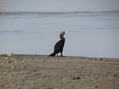 Nannopterum brasilianum