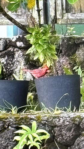 Cardinalis cardinalis observed 2026-10-12