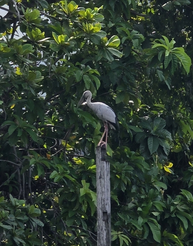Asian Openbill