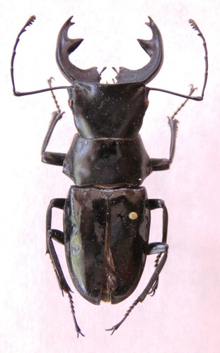 Cantharolethrus homoderoides photographed in Nicaragua