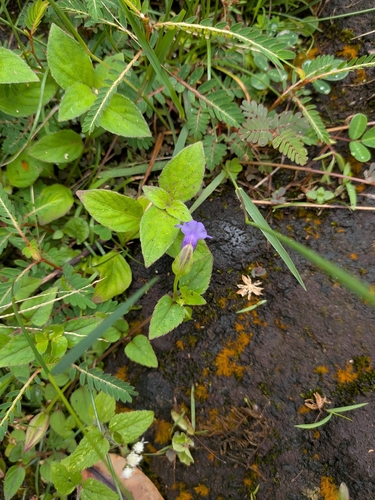 Torenia asiatica observed 2026-10-03