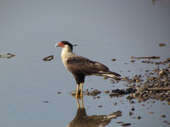 Caracara plancus