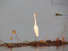 Ardea alba