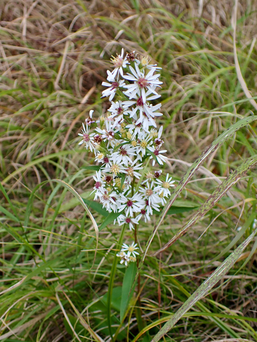 Urophyllum observed 2026-10-11