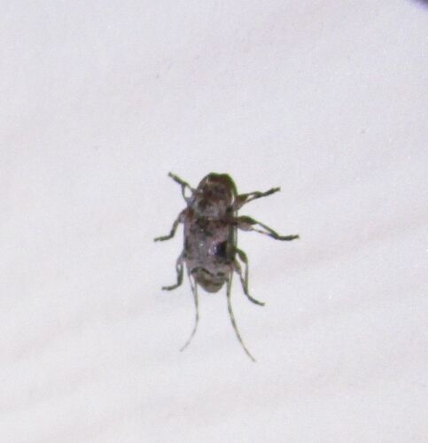 Sternidius mimeticus