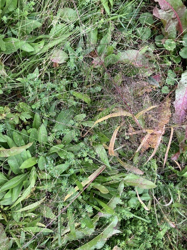 witch grass