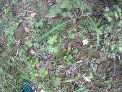 Geranium asphodeloides