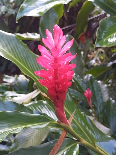 Red Ginger