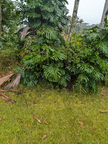 Monstera deliciosa observed 2026-10-03
