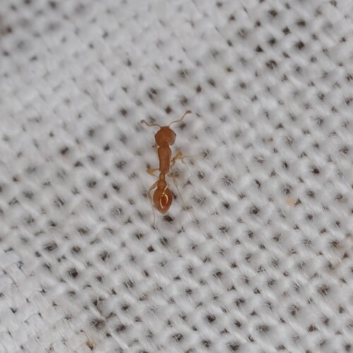 Cardiocondyla wroughtonii observed 2026-10-12