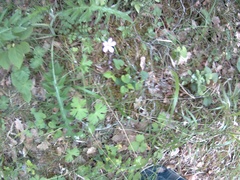 Geranium asphodeloides