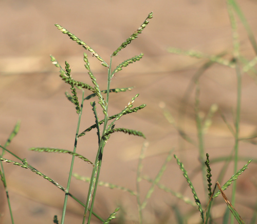 Urochloa panicoides observed 2026-10-10