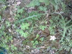 Geranium asphodeloides