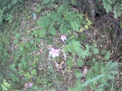 Geranium asphodeloides