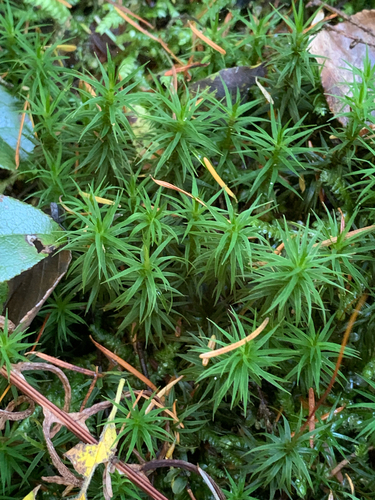 Polytrichastrum alpinum observed 2026-10-12